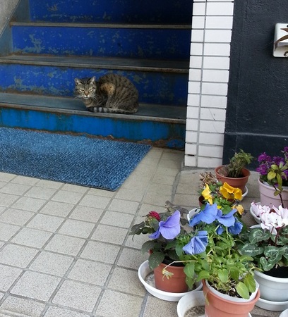 013正月成田で出会った猫さん.jpg