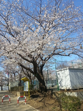 20190402_テニスコート横の桜。２.jpg