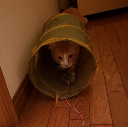 20190827_話題の猫トンネル.jpg