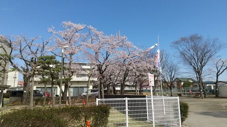 桜咲きました.jpg